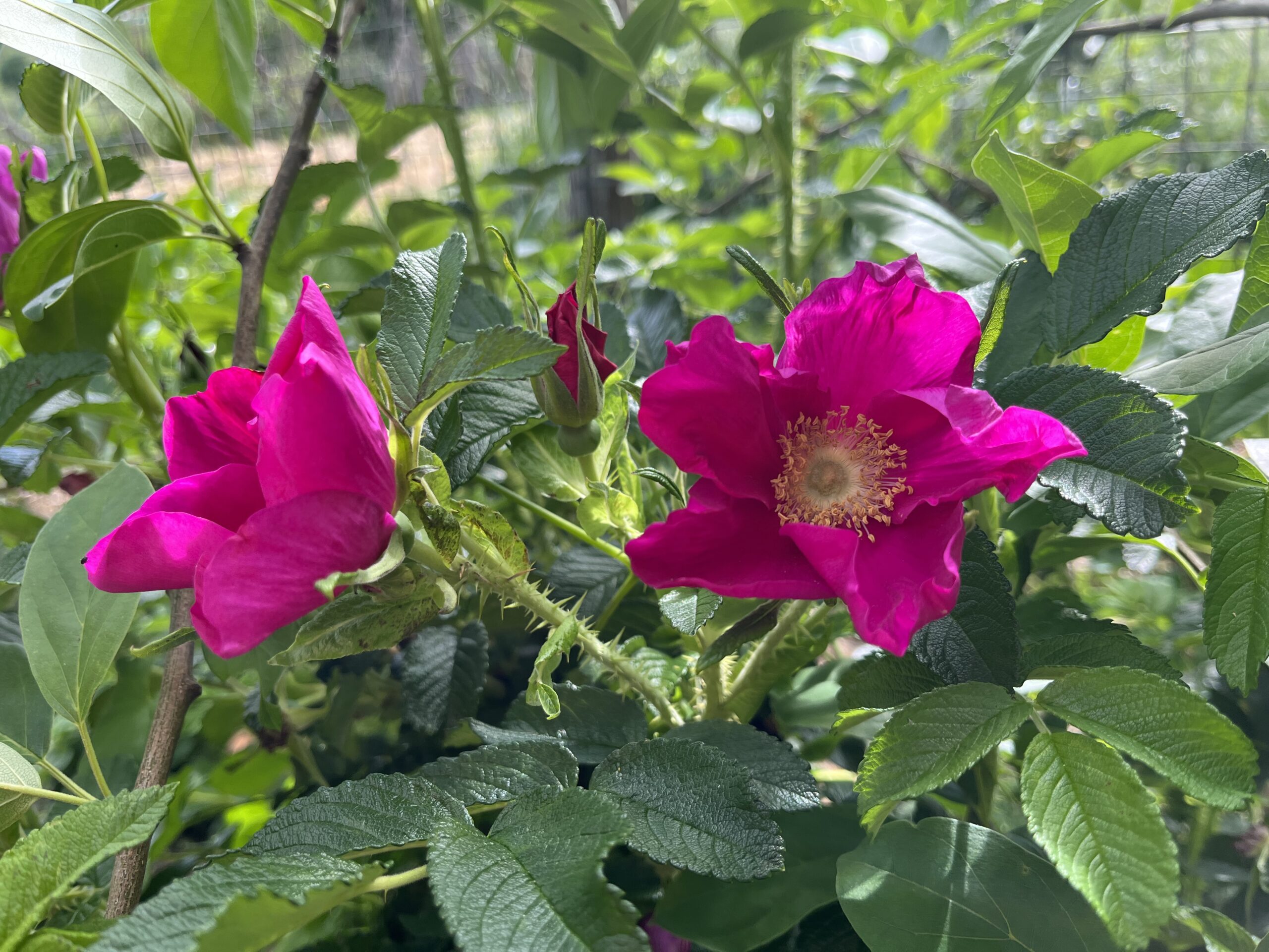 Sirope de escaramujo (Rosa rugosa)